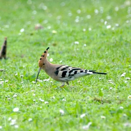 Le Petit Verger Bonnes (Charente)