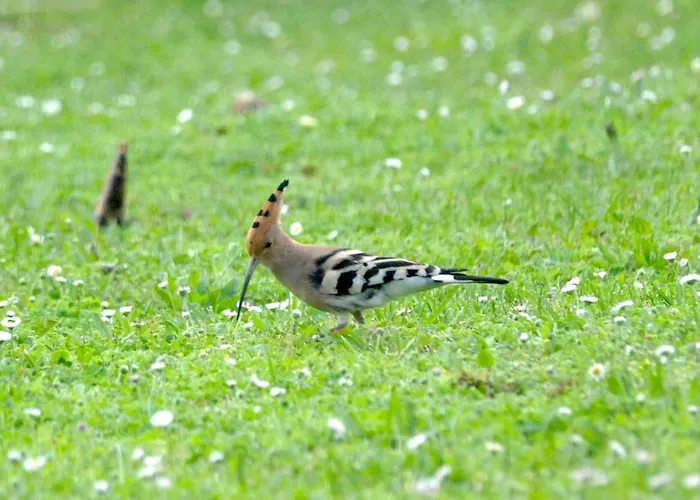 Le Petit Verger Bonnes (Charente)